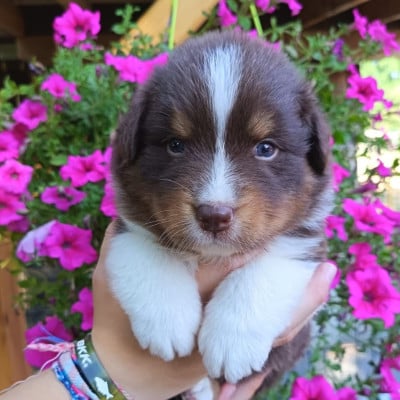 Les chiots de Berger Australien