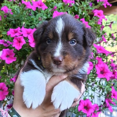 Les chiots de Berger Australien