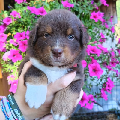 Les chiots de Berger Australien