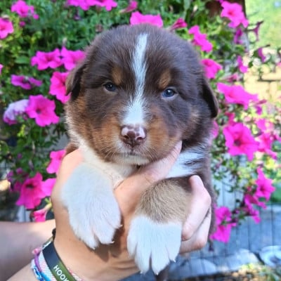 Les chiots de Berger Australien