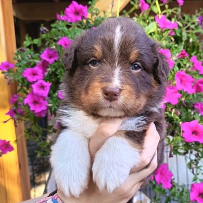 Les chiots de Berger Australien