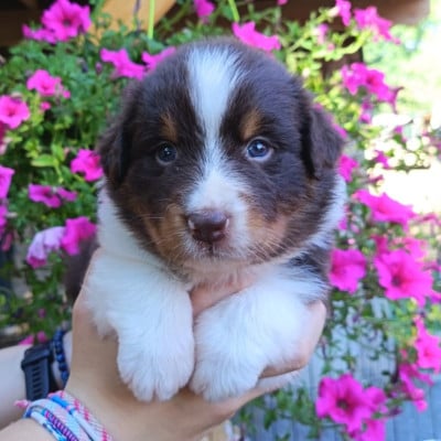 Les chiots de Berger Australien