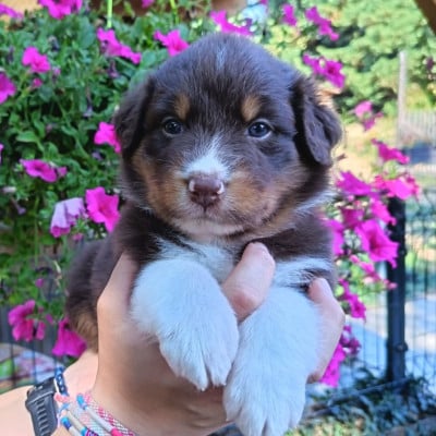 Les chiots de Berger Australien
