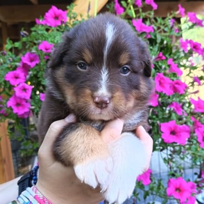 Les chiots de Berger Australien