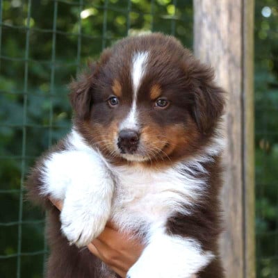 Les chiots de Berger Australien