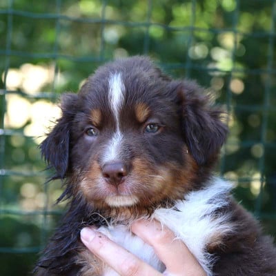 Les chiots de Berger Australien