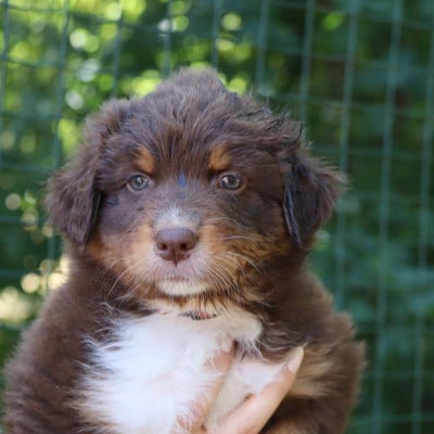 Les chiots de Berger Australien