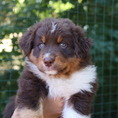 Les chiots de Berger Australien