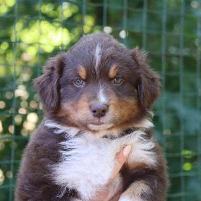 Les chiots de Berger Australien
