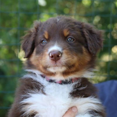 Les chiots de Berger Australien