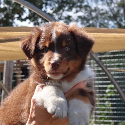 Les chiots de Berger Australien