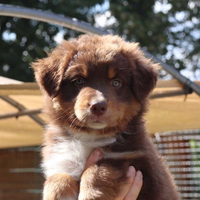 Les chiots de Berger Australien