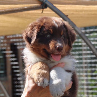 Les chiots de Berger Australien