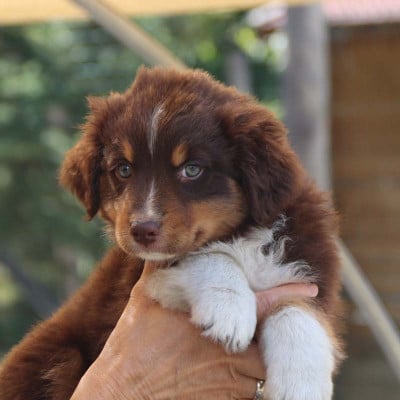 Les chiots de Berger Australien