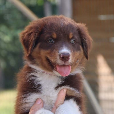 Les chiots de Berger Australien