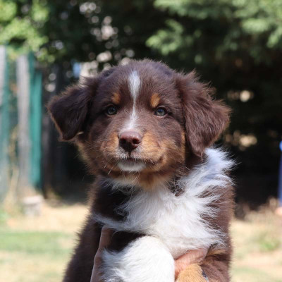 Les chiots de Berger Australien