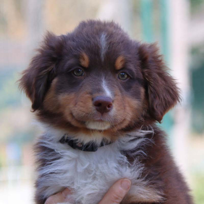 Les chiots de Berger Australien
