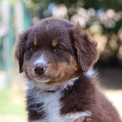 Les chiots de Berger Australien