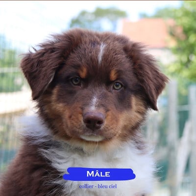 Les chiots de Berger Australien