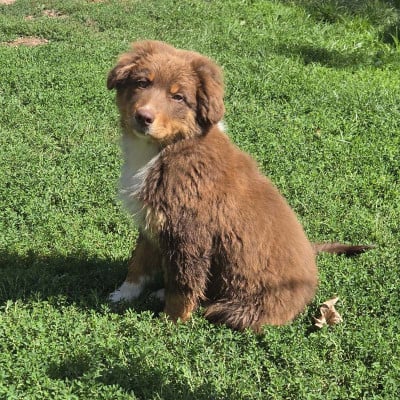 Les chiots de Berger Australien