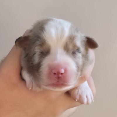 Les chiots de Berger Australien