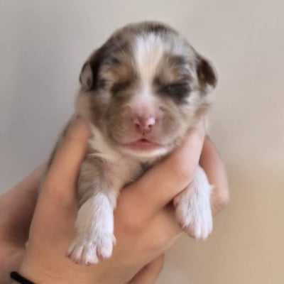 Les chiots de Berger Australien