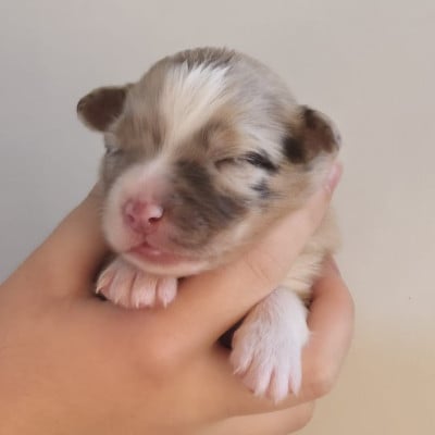 Les chiots de Berger Australien
