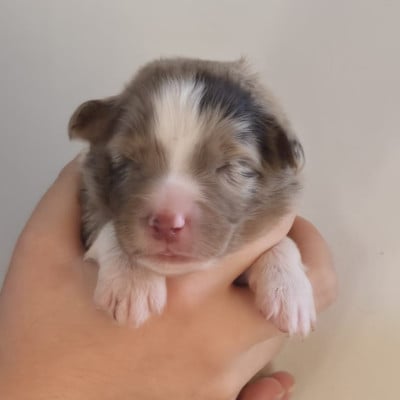 Les chiots de Berger Australien