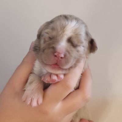 Les chiots de Berger Australien