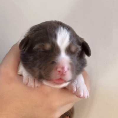 Les chiots de Berger Australien