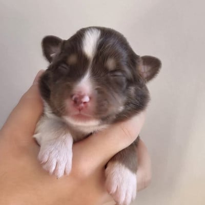 Les chiots de Berger Australien