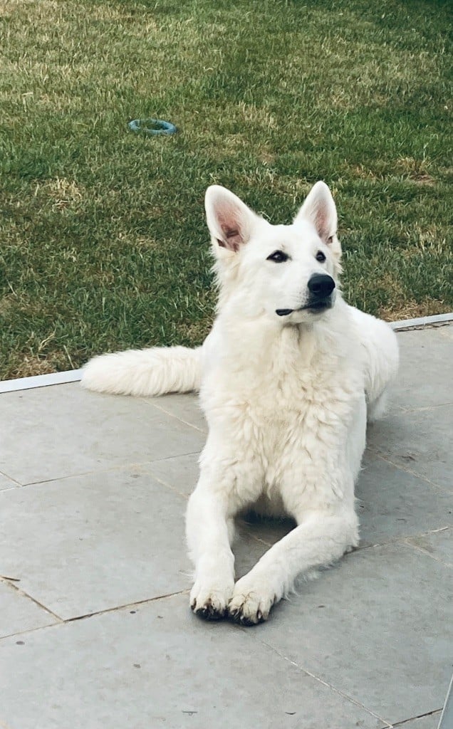 Saturday night fever du Domaine Des Pertins