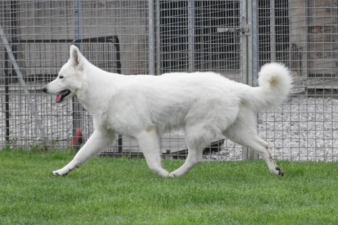 Abracadabra voici abby Des Loups De Normandie