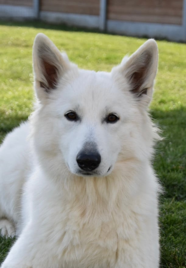 Abracadabra voici abby Des Loups De Normandie
