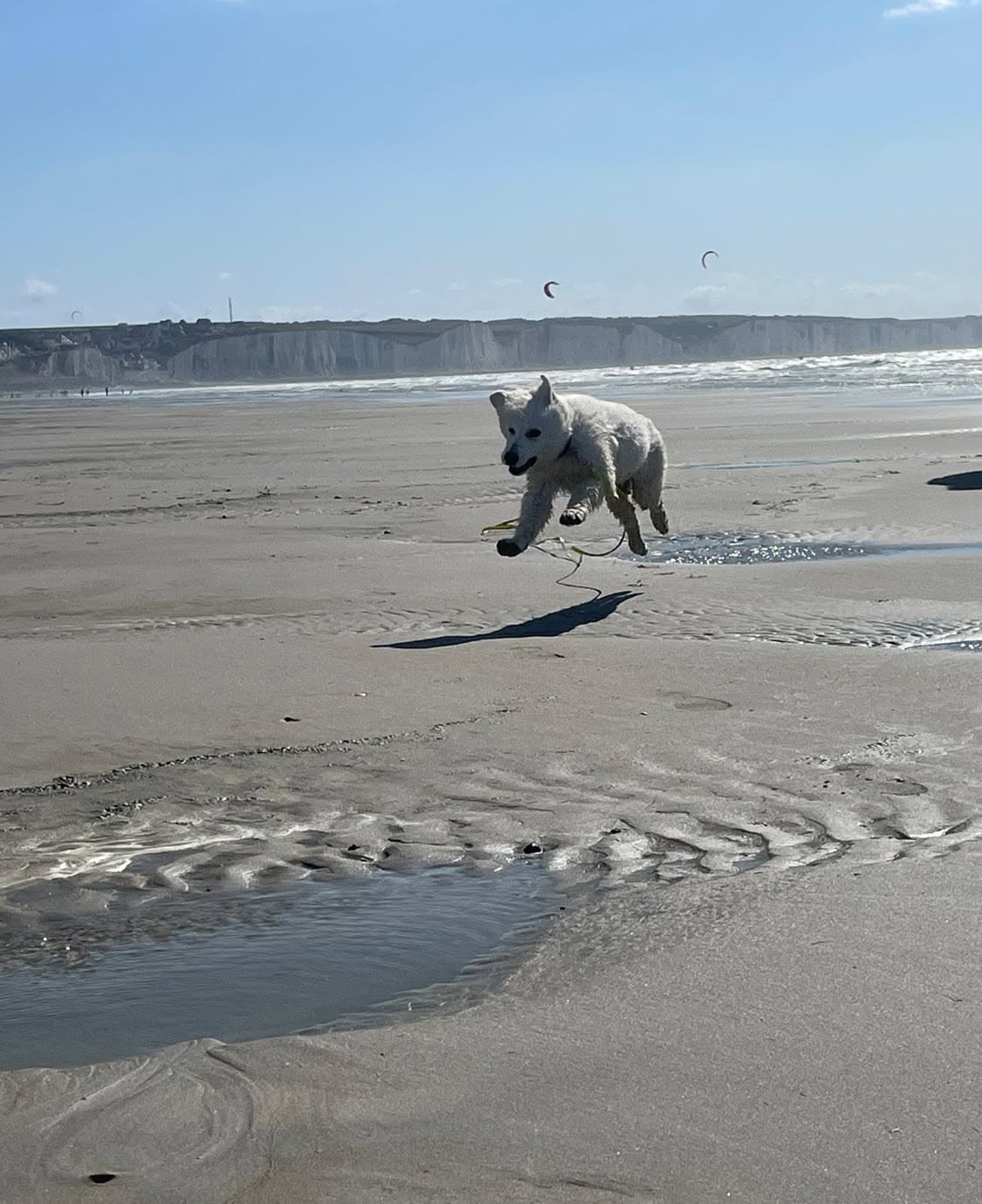 Abracadabra voici abby Des Loups De Normandie