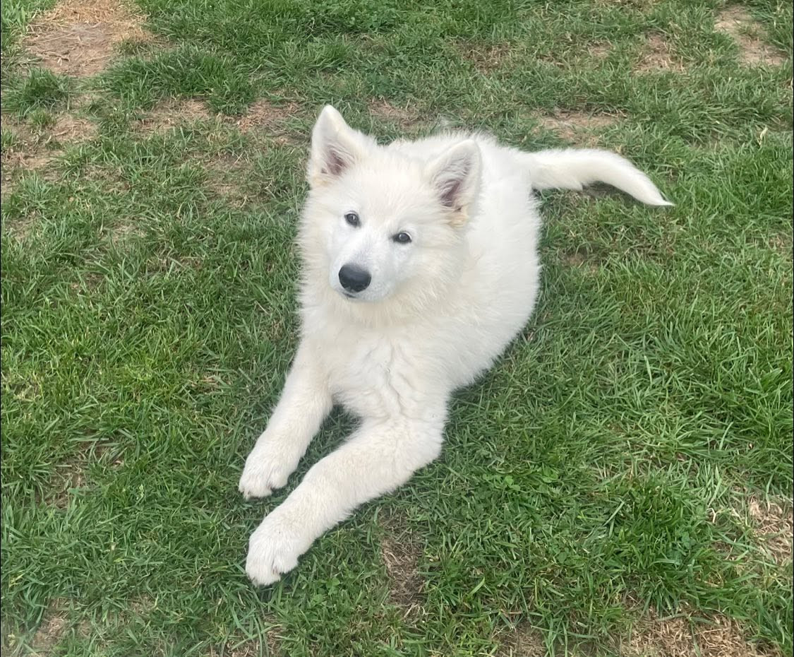 Abracadabra voici abby Des Loups De Normandie