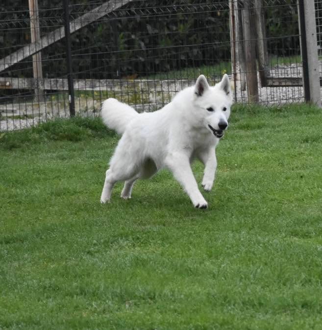 Abracadabra voici abby Des Loups De Normandie