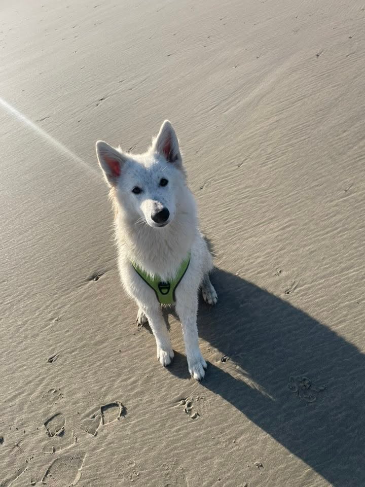 Abracadabra voici abby Des Loups De Normandie