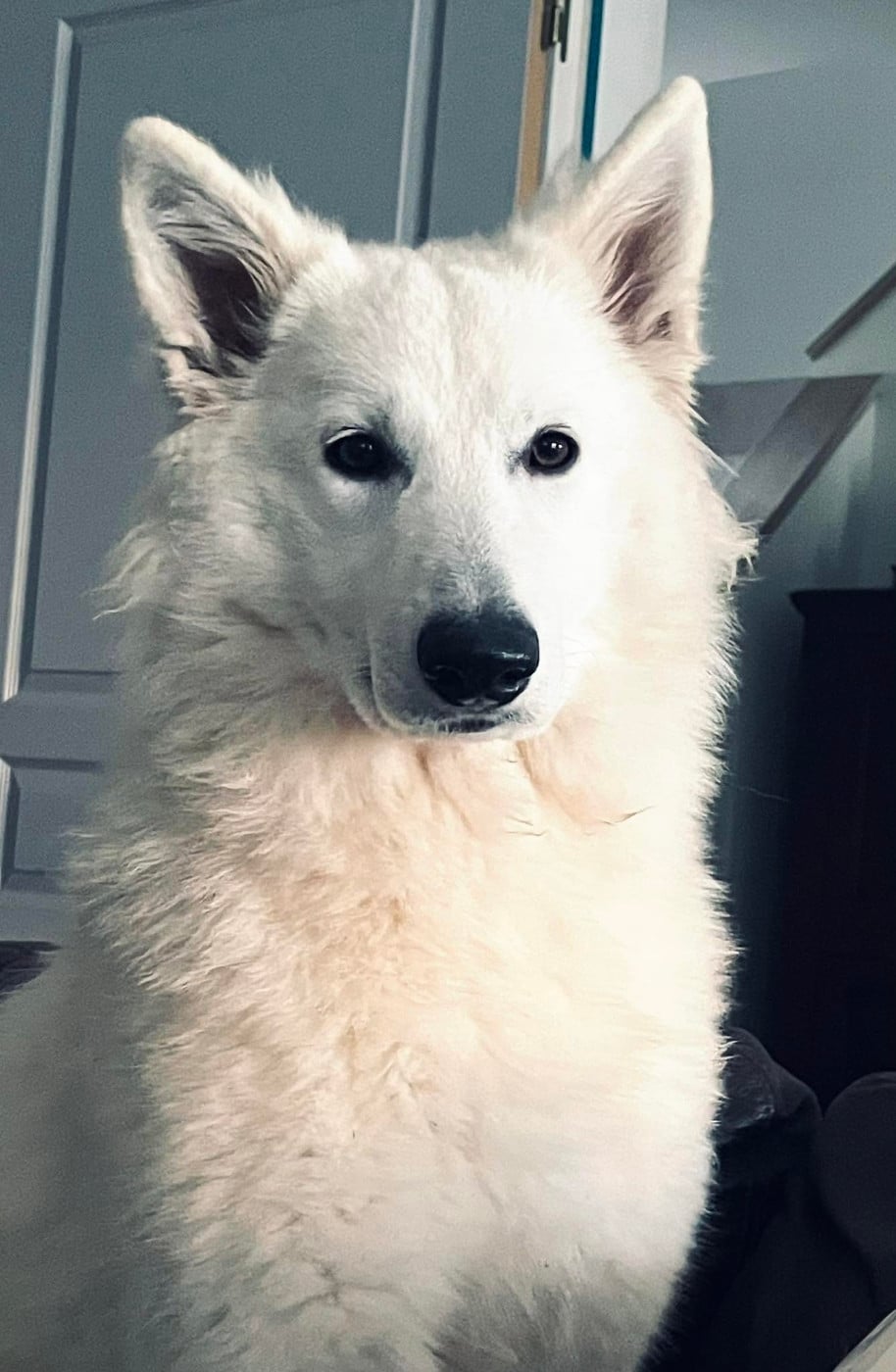 Abracadabra voici abby Des Loups De Normandie