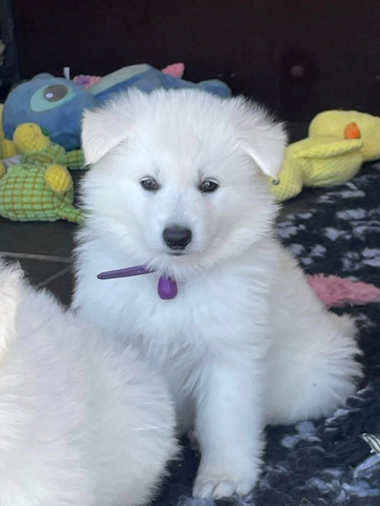 Abracadabra voici abby Des Loups De Normandie