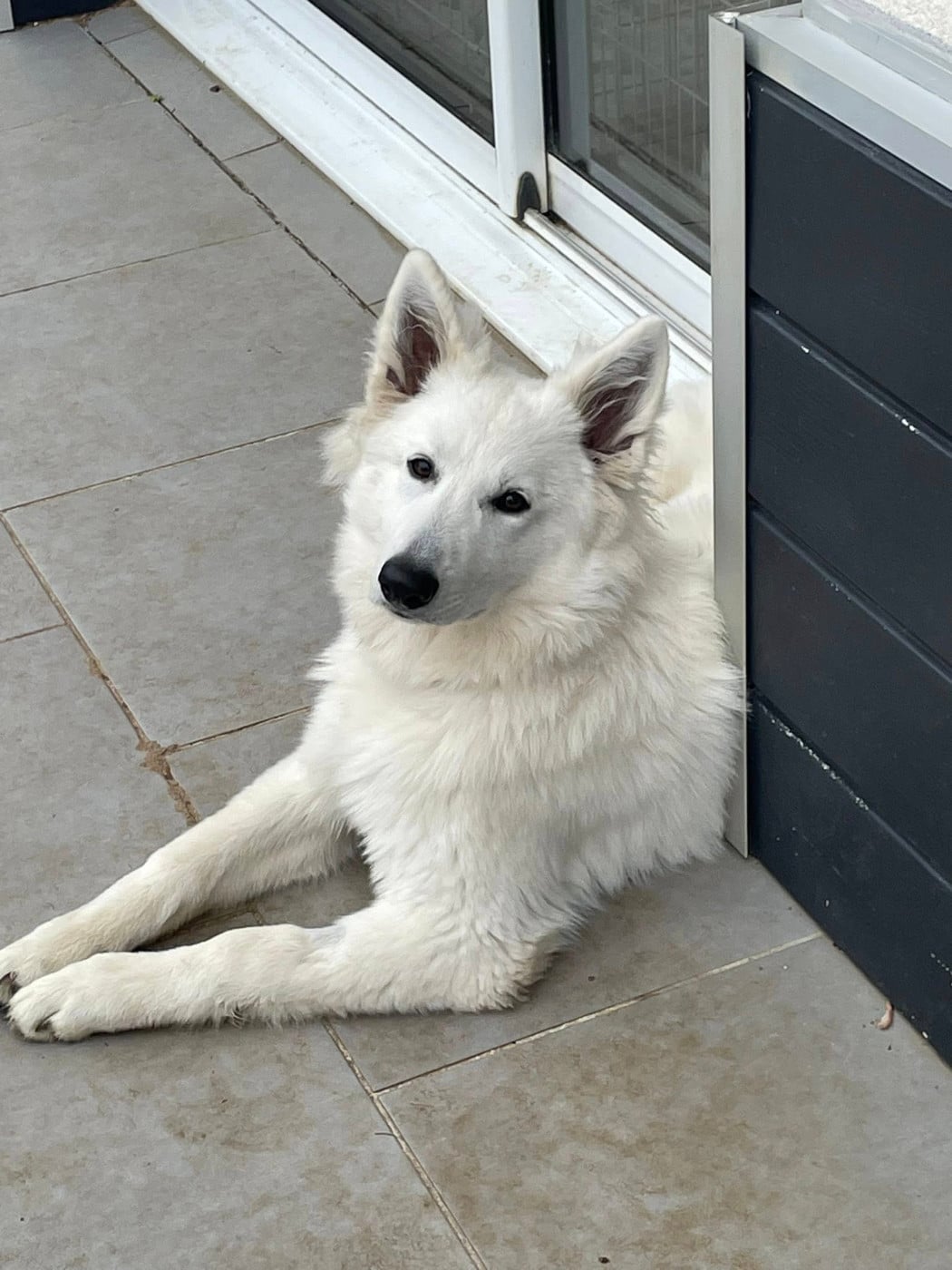 Abracadabra voici abby Des Loups De Normandie