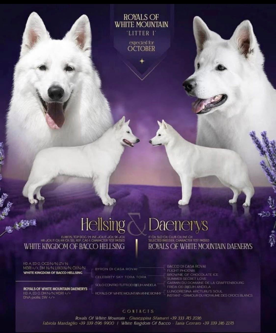 Publication : Des Loups De Normandie Auteur : Elevage des loups de Normandie