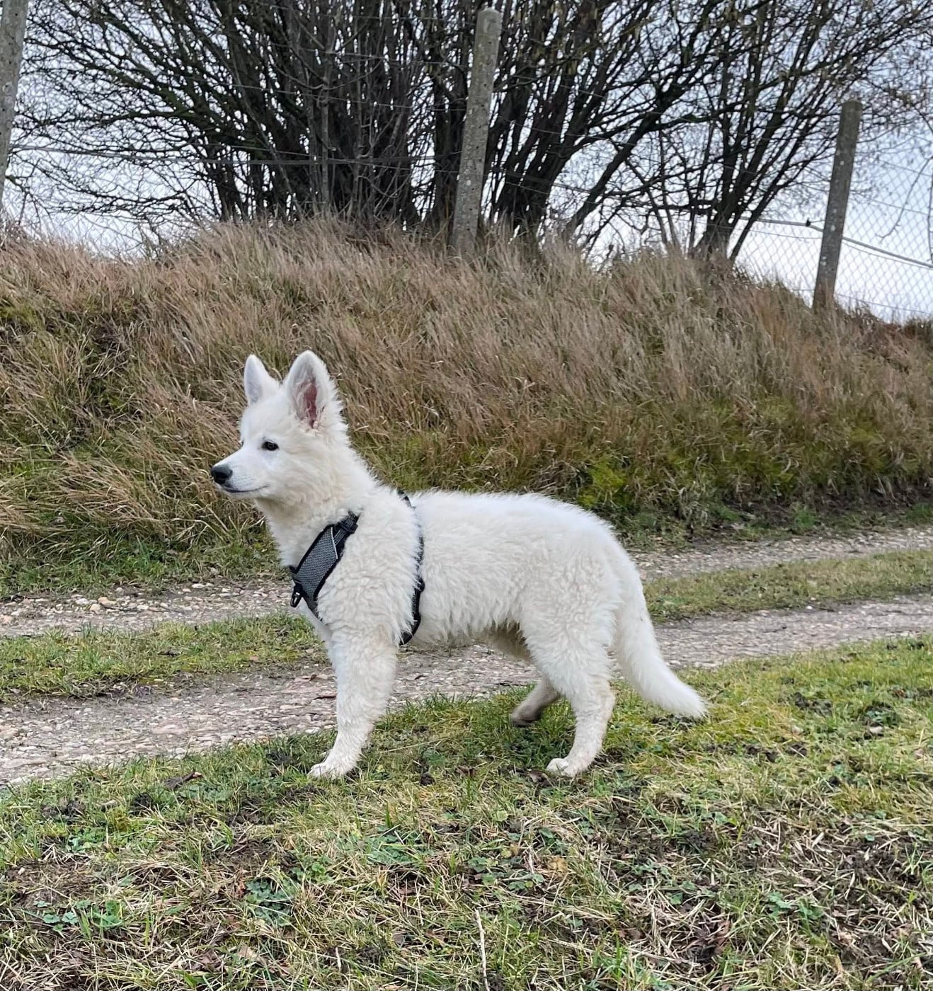 Publication : Des Loups De Normandie Auteur : Elevage des loups de Normandie