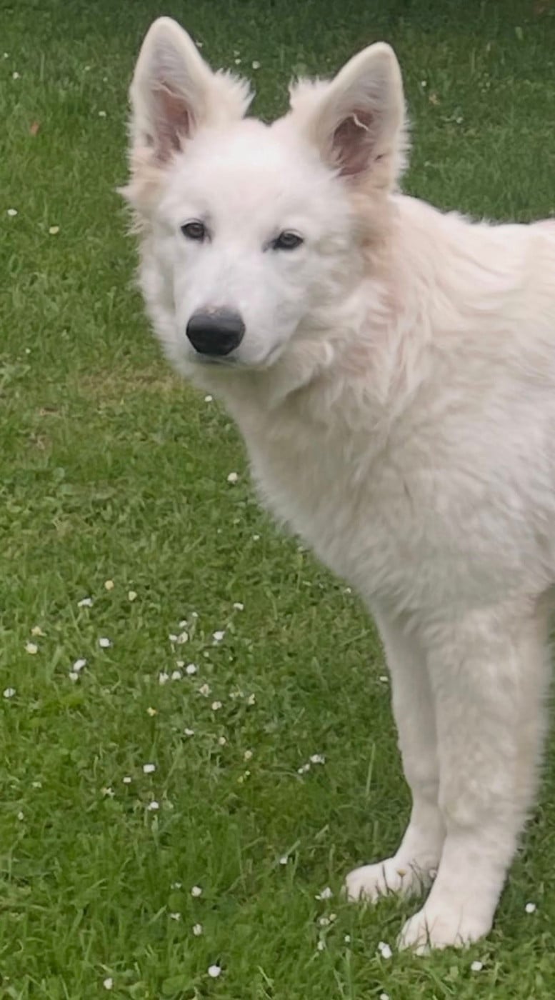 Publication : Des Loups De Normandie Auteur : Elevage des loups de Normandie