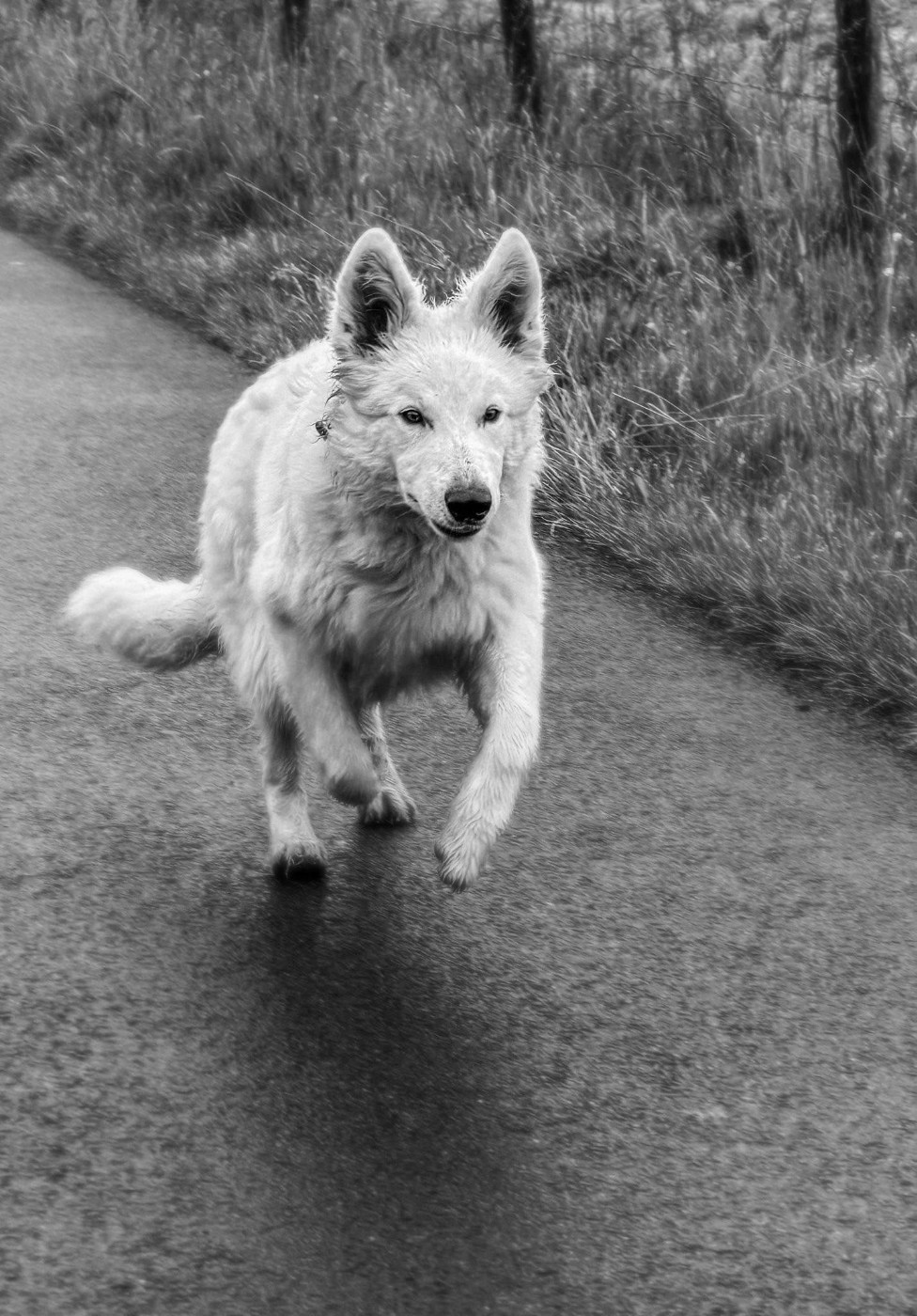 Publication : Des Loups De Normandie Auteur : Elevage des loups de Normandie