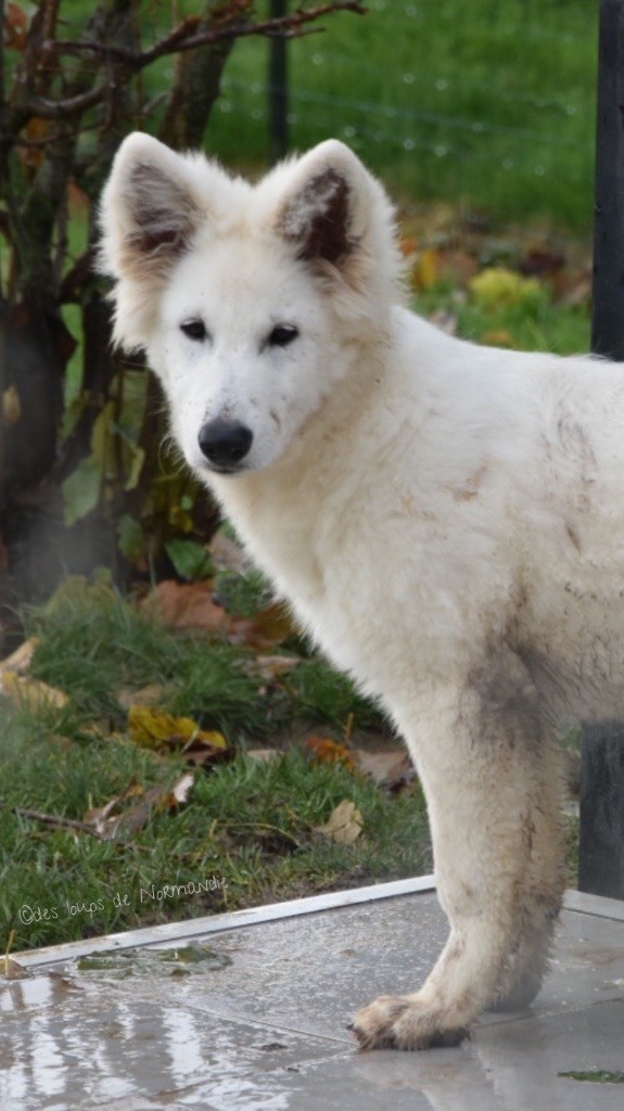 Lady aylee vom friauler zar