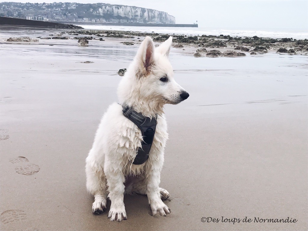 Saturday night fever du Domaine Des Pertins