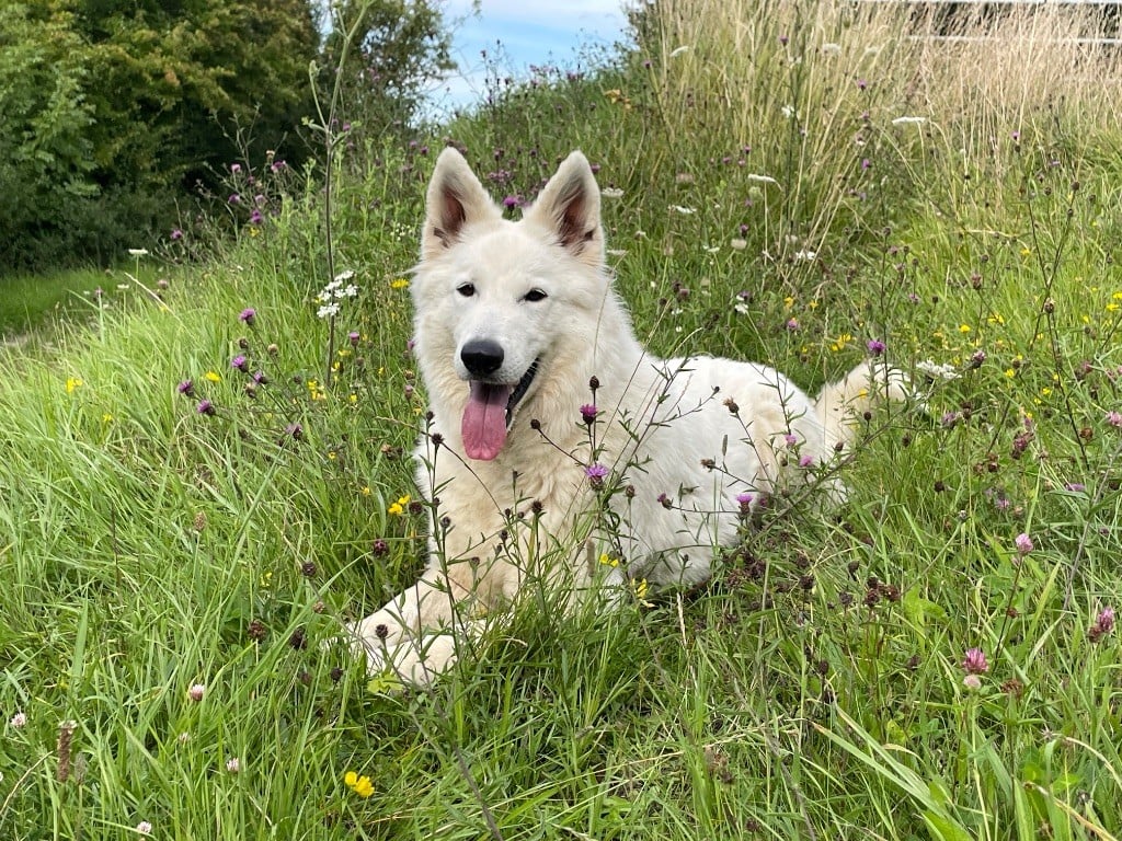 Lady aylee vom friauler zar