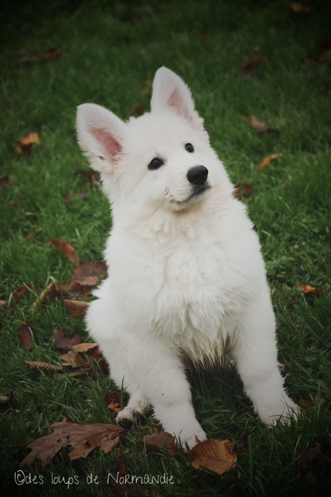 Saturday night fever du Domaine Des Pertins