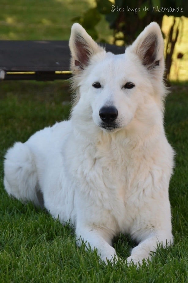 Lady aylee vom friauler zar